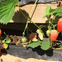Strawberry Pallet<br>ストロベリーパレット